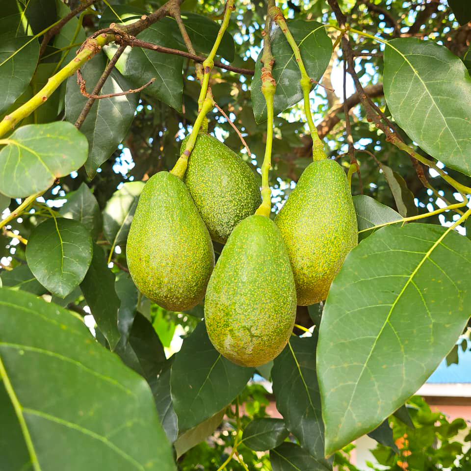 Fuerte avocado