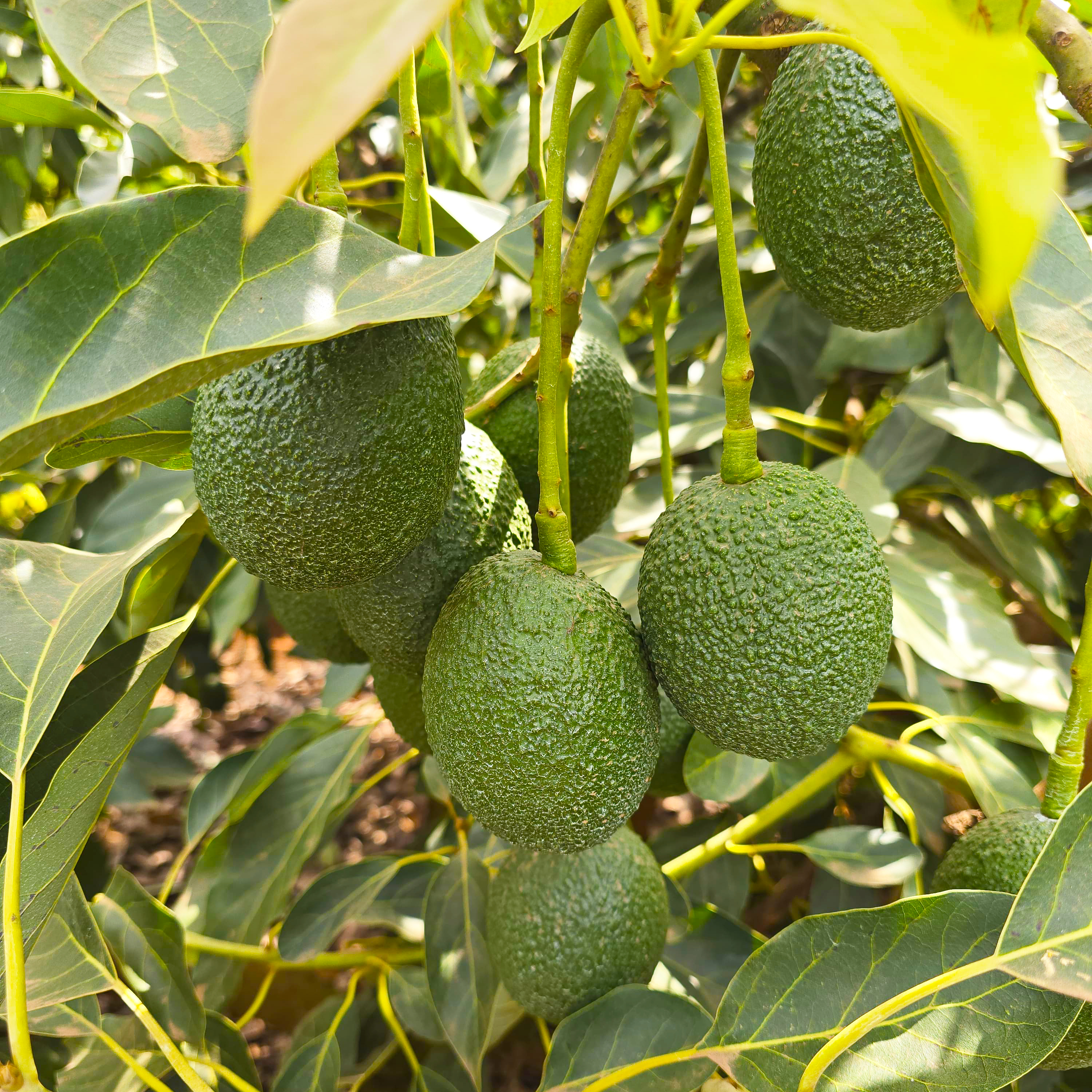 Avocados on orchard tree