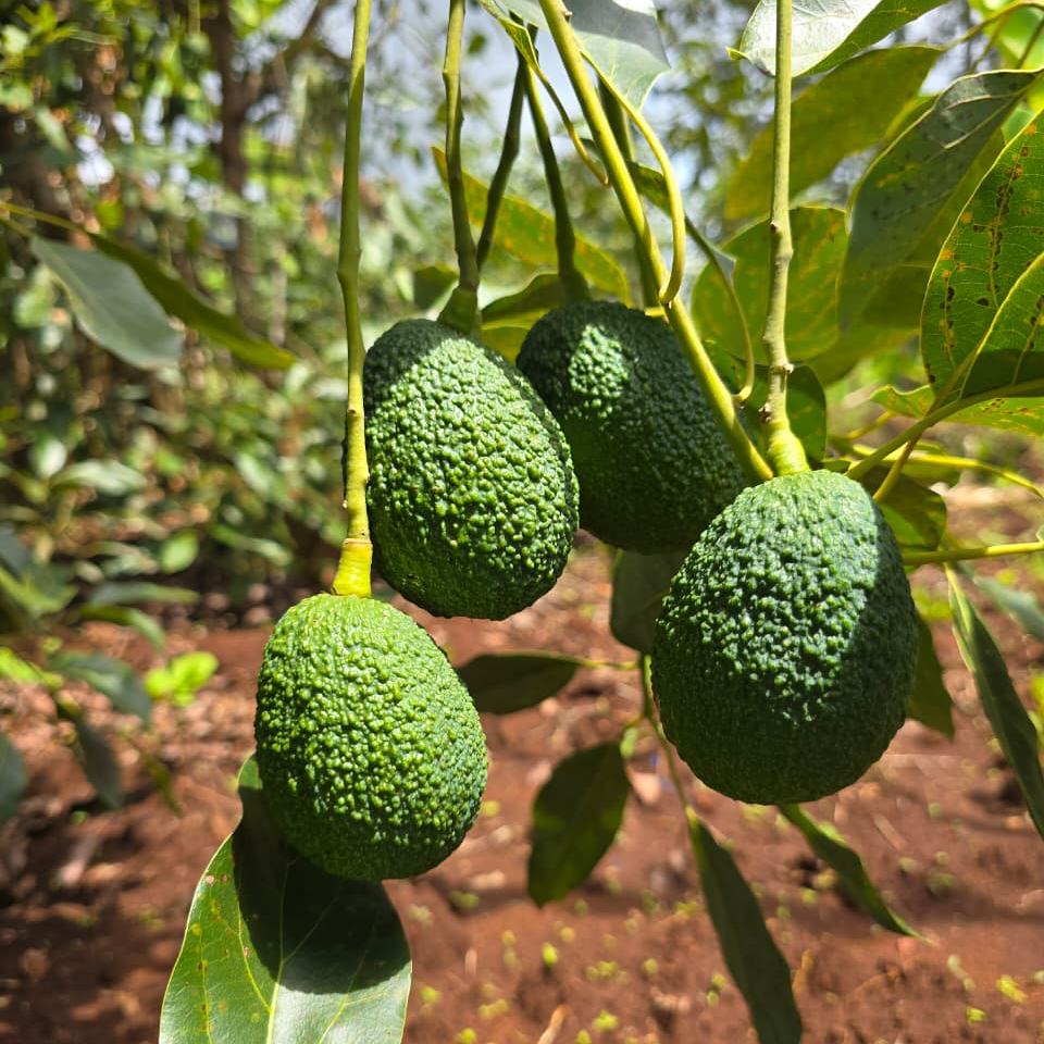 Avocados on tree