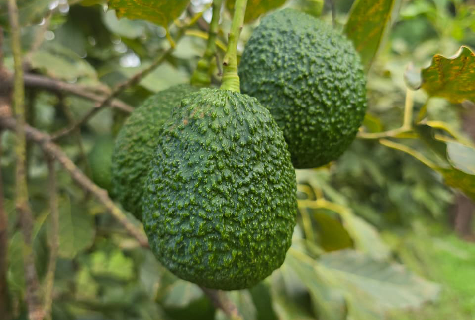 Avocado harvest